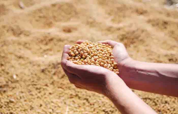 Soyabean Rate Today Latur