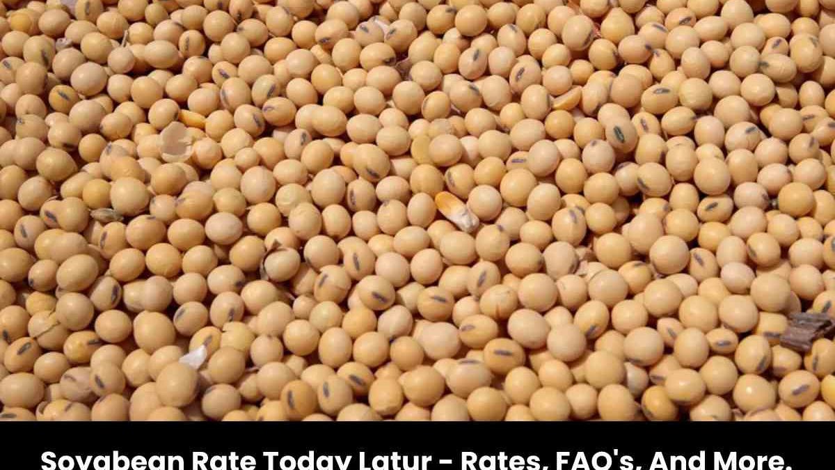 Soyabean Rate Today Latur – Rates, FAQ’s, And More.