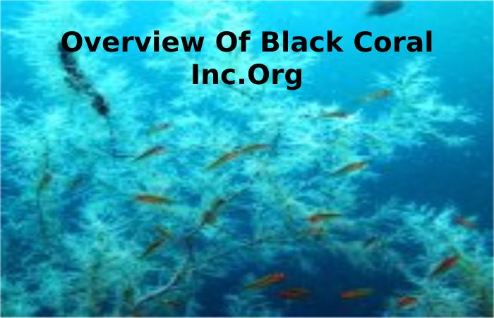 Overview Of Black Coral Inc.Org